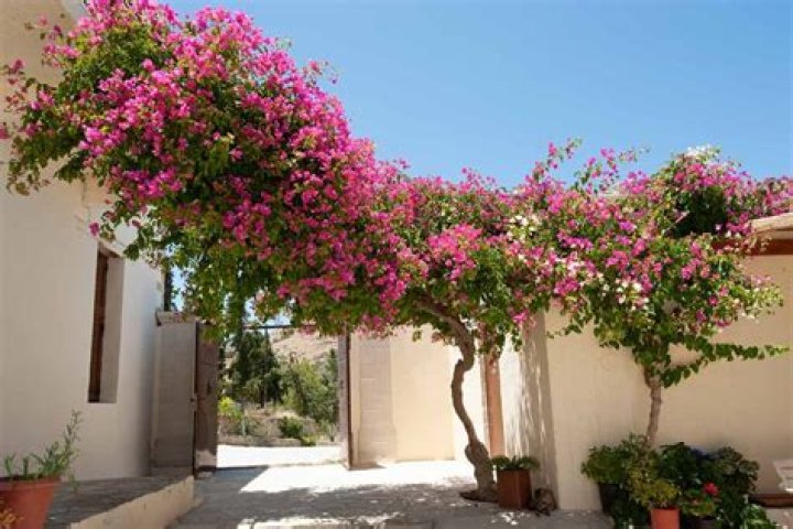Are all Bougainvillea climbers