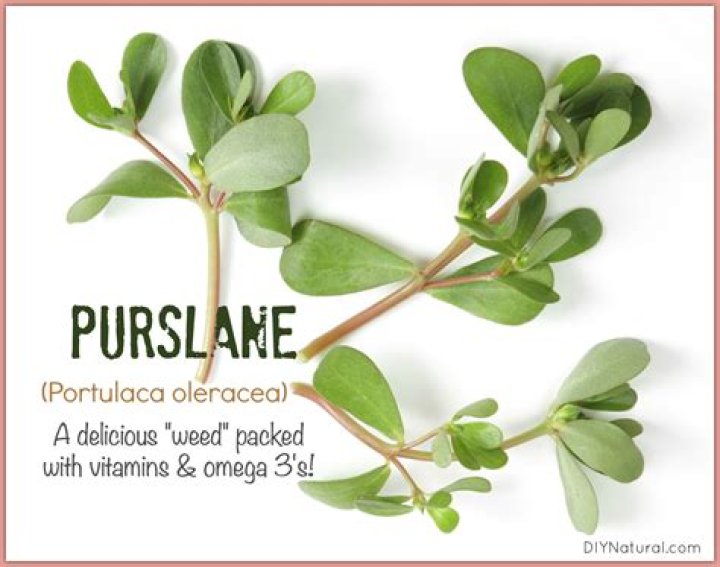 Are all types of Portulaca edible
