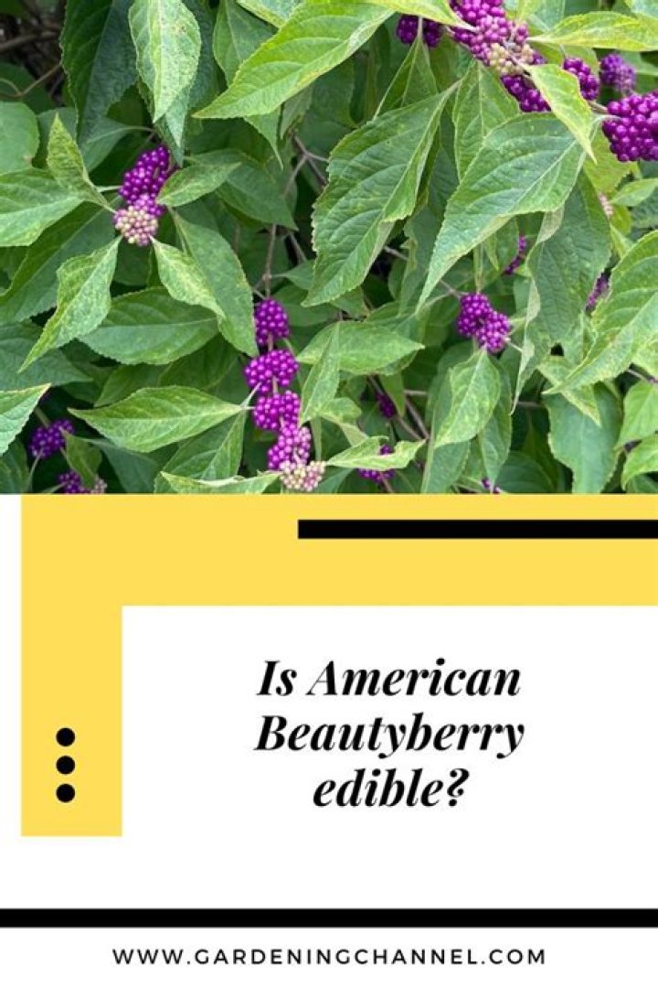 Are beautyberry berries edible