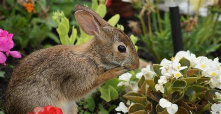 Are begonias resistant to rabbits