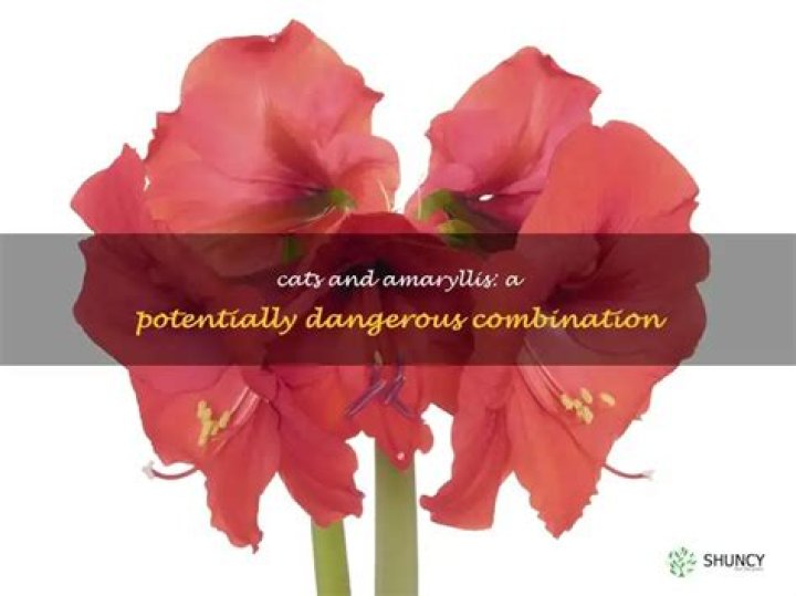Are cats allergic to Amaryllis