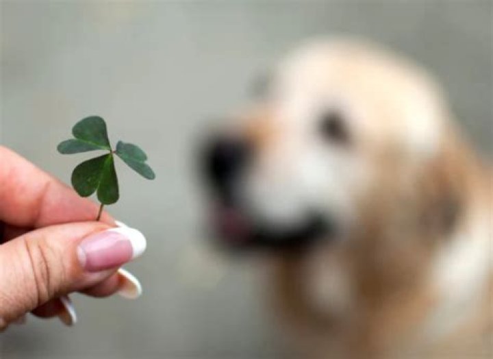 Are clovers poisonous to dogs