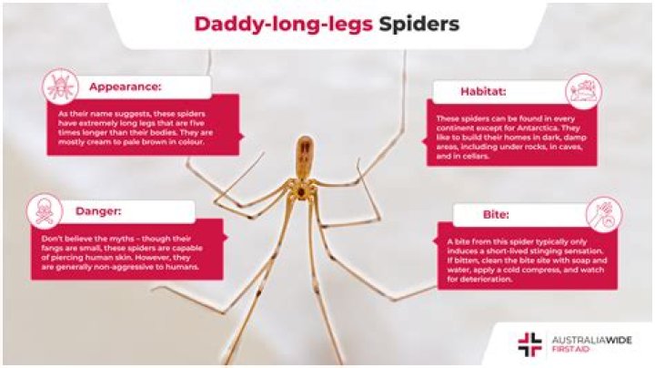 Are Daddy Long Legs beneficial