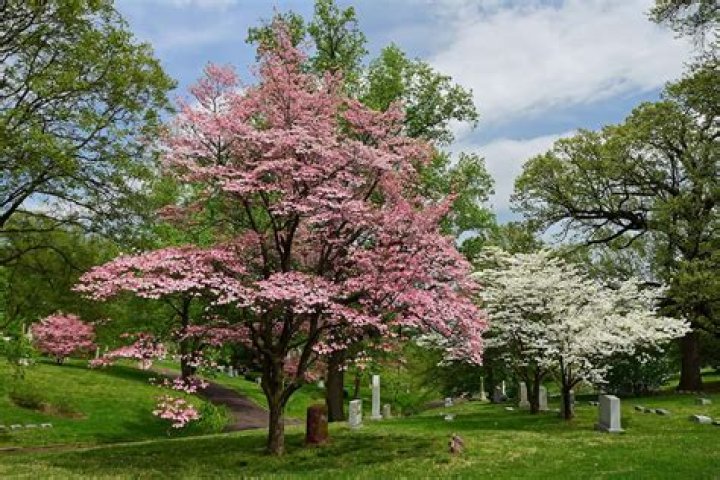 Are dogwood trees native to NC