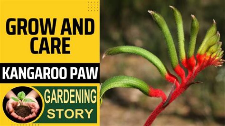 Are kangaroo paws hard to grow