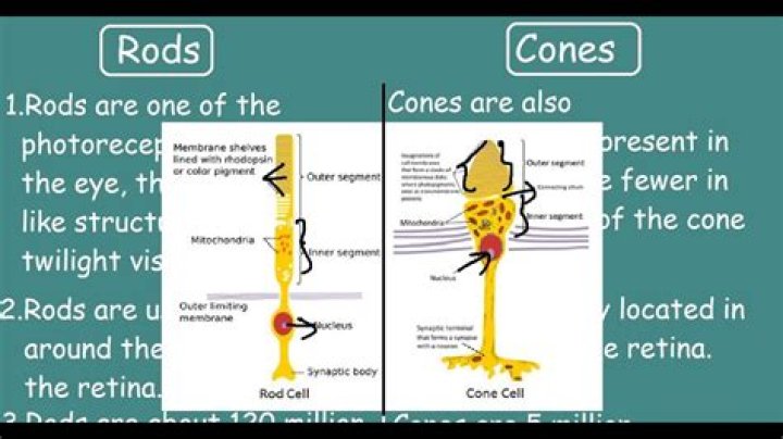 Are rods and cones nerve cells