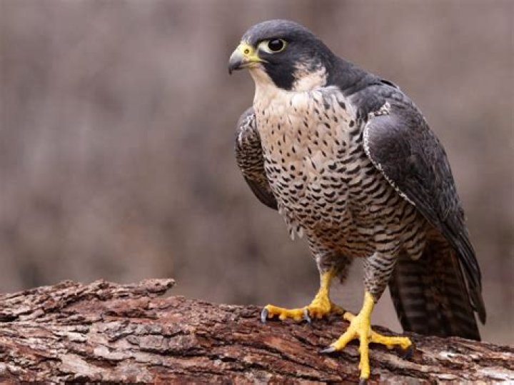 Are there Ford Falcons in America
