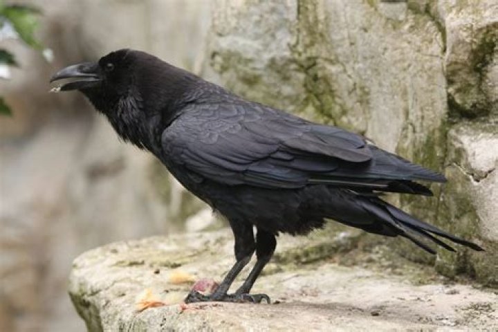 Are there ravens in New Mexico