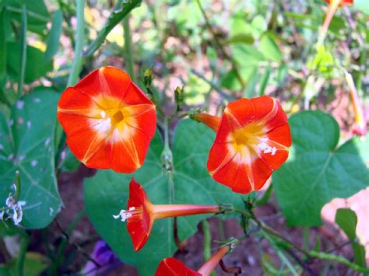 Are there red morning glories