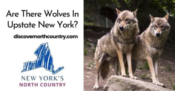 Are there wolves in upstate NY