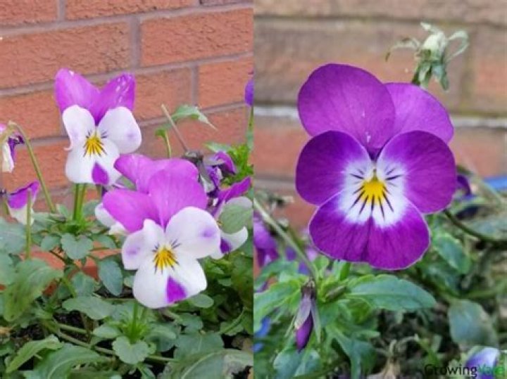 Are violas the same as violets
