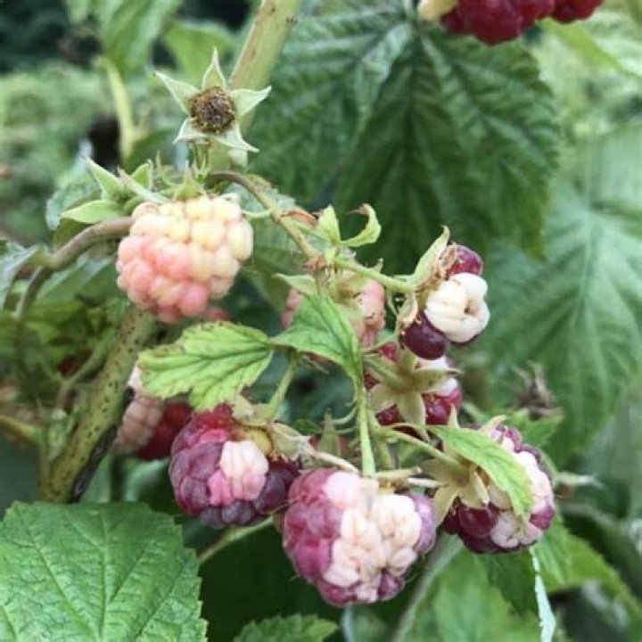 Are white raspberries safe to eat