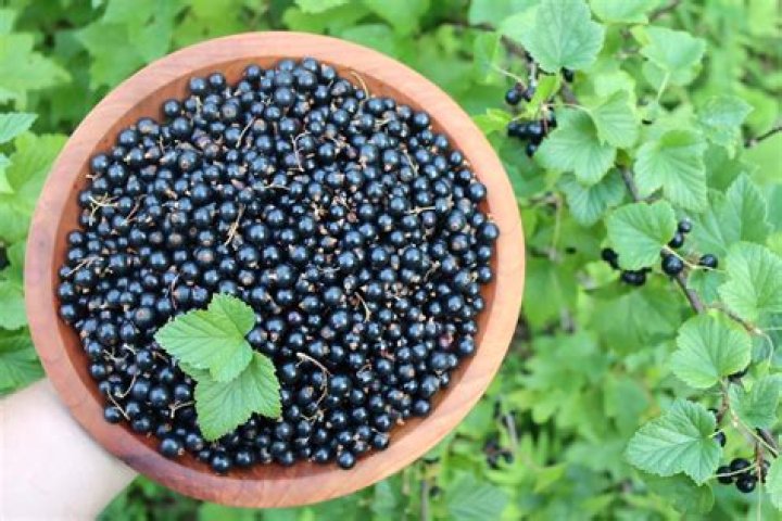 Are wild black currants edible
