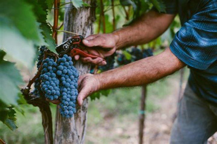 Are wine grapes harvested by hand