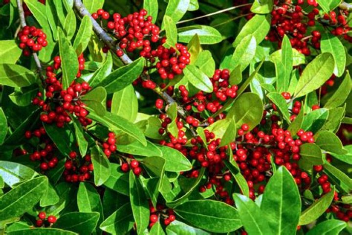 Are yaupon hollies deer resistant