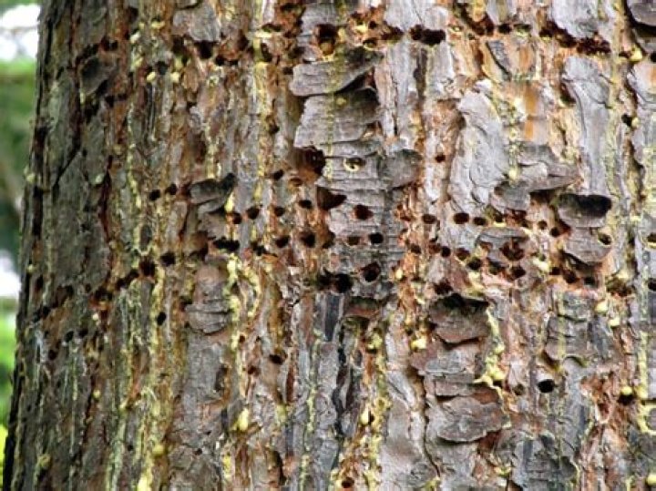 Can a tree recover from borers