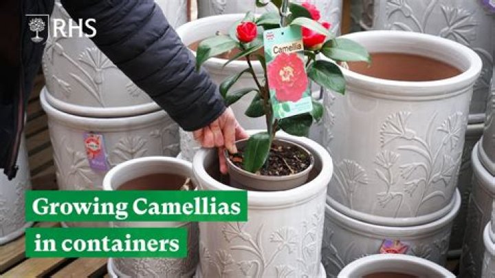 Can Camellia grow in clay soil