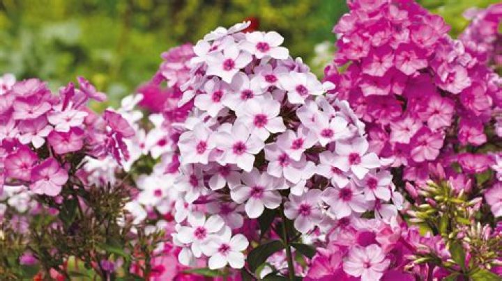 Can creeping phlox be cut back
