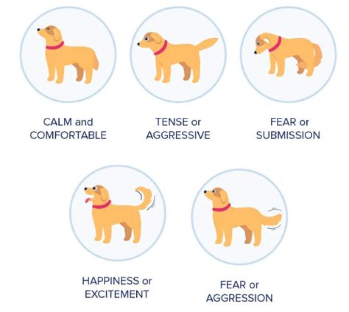 Can dogs feel electric shocks