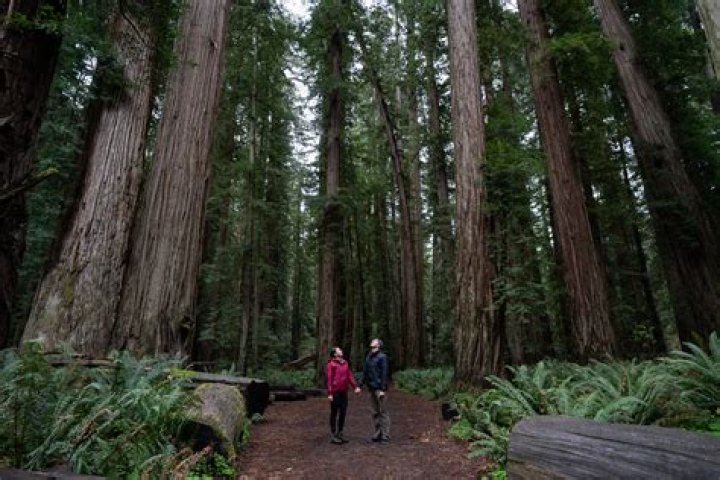 Can dogs go into the redwoods