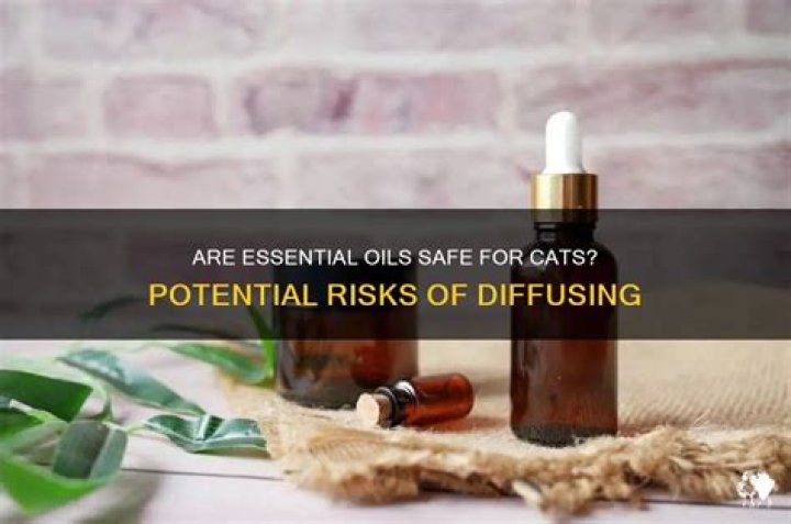 Can essential oils hurt my cat