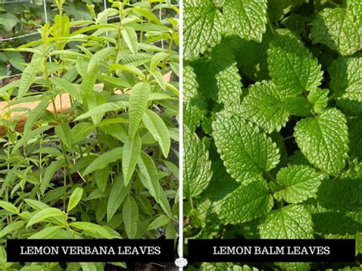 Can I eat lemon verbena leaves