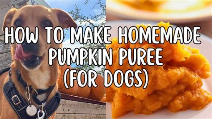 Can I give my dog raw pumpkin