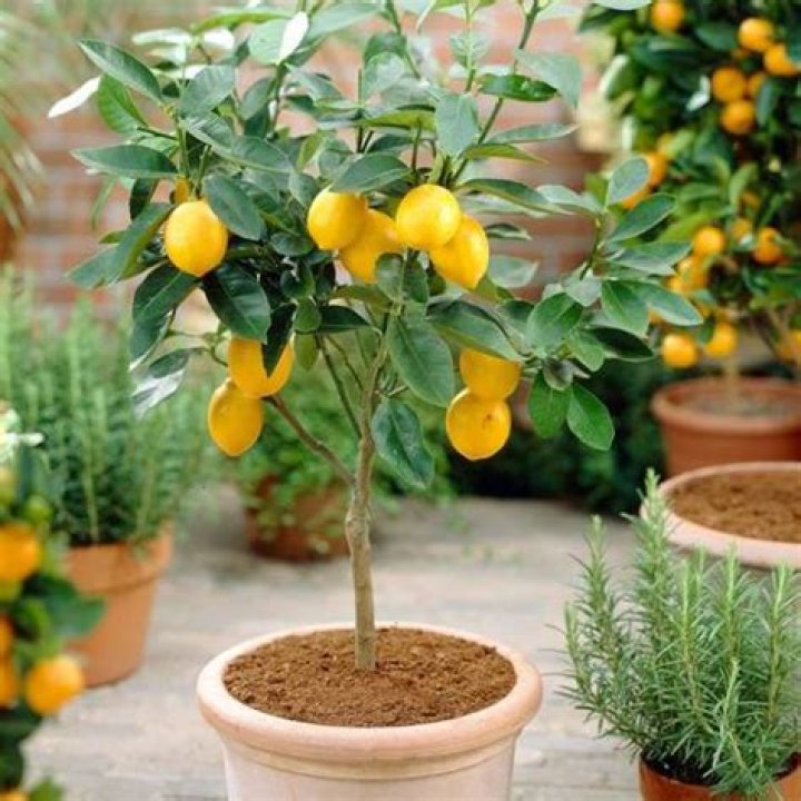 Can lemon trees grow in Wisconsin