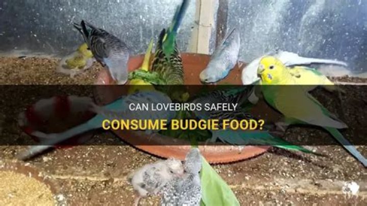 Can lovebirds eat budgie food
