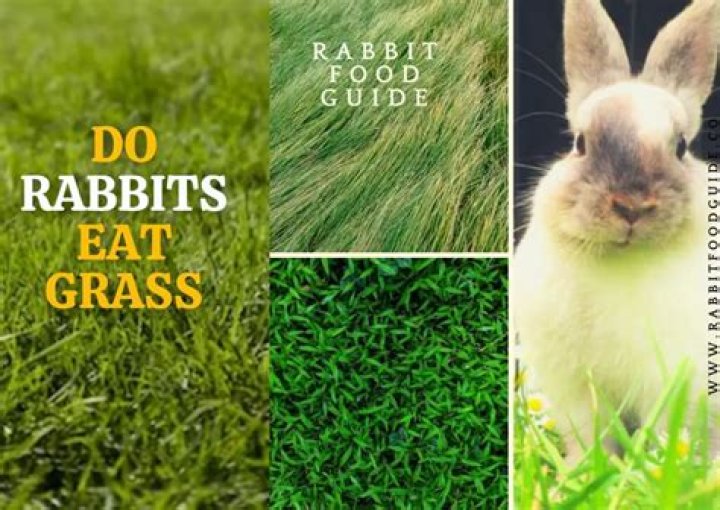 Can rabbits eat any kind of grass