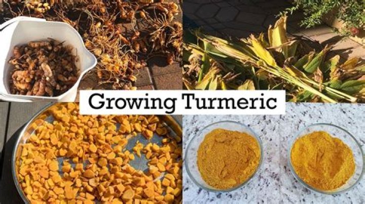 Can turmeric plant survive winter