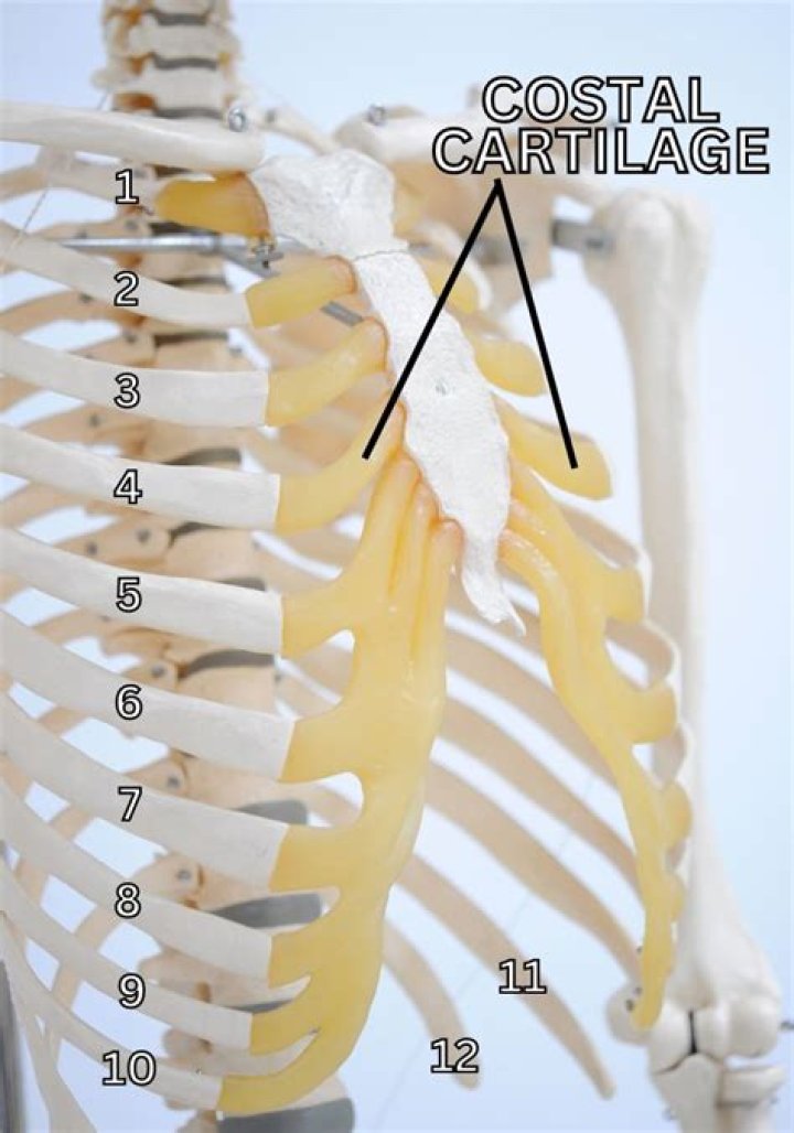 Can you break costal cartilage