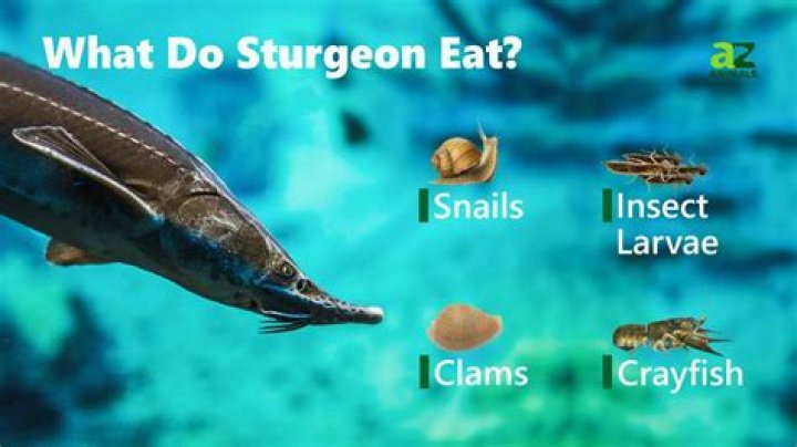 Can you catch and eat sturgeon
