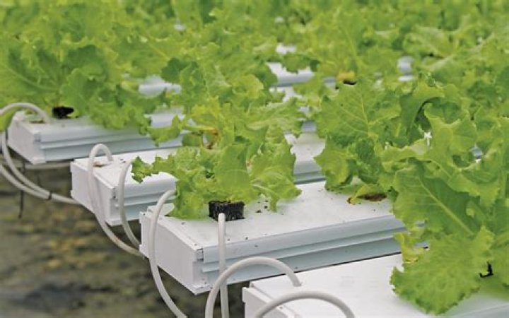 Can you do organic hydroponics