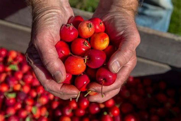 Can you eat Crabapple berries