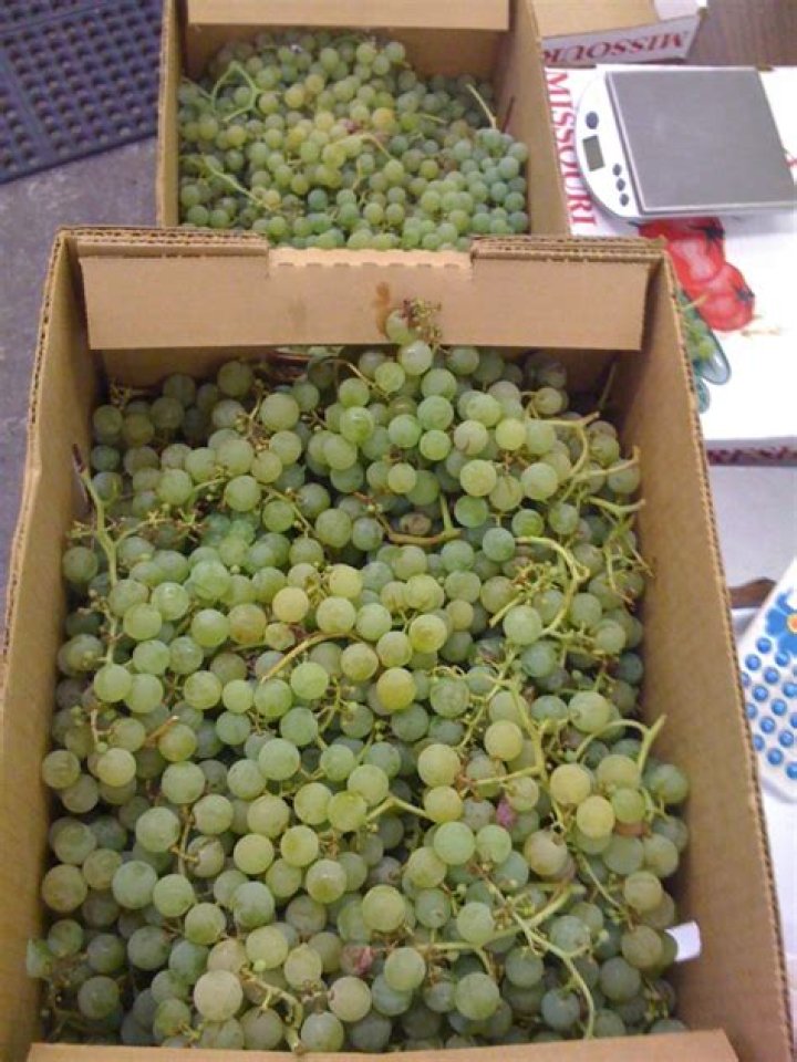 Can you eat grape seeds whole