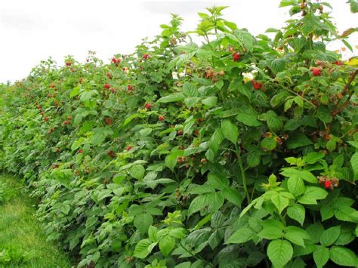 Can you get white raspberries