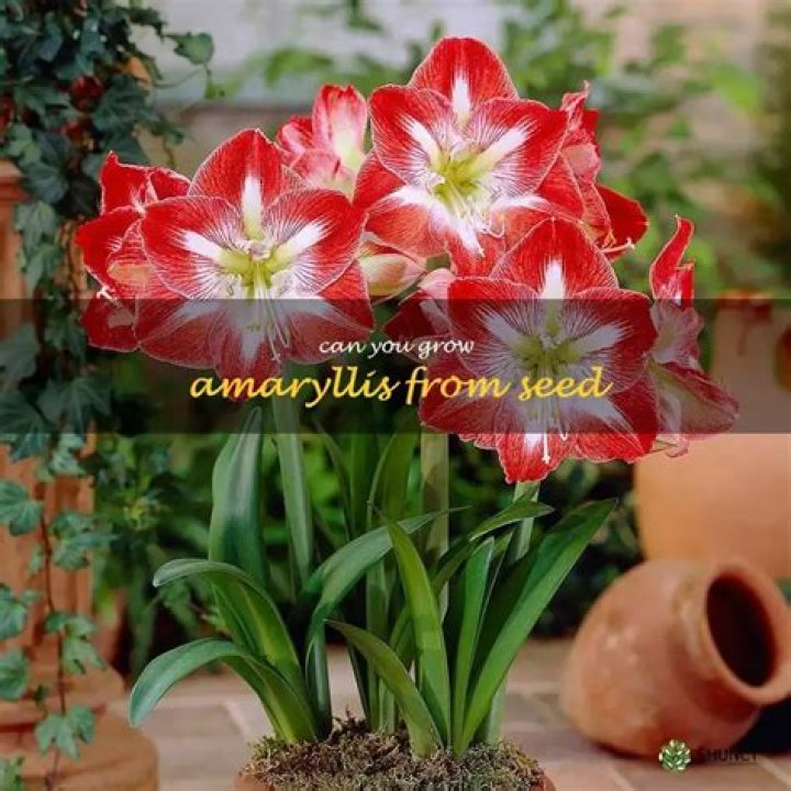 Can you start amaryllis from seed