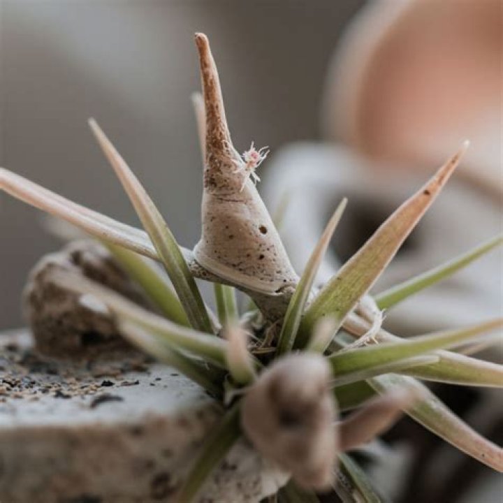 Do all plants produce phytoncides