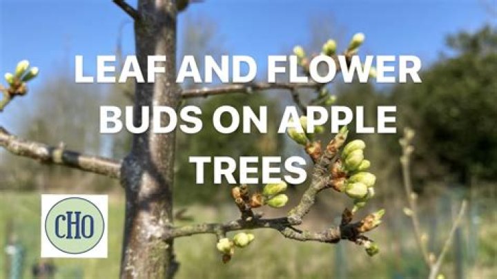 Do apple trees bloom after leaves