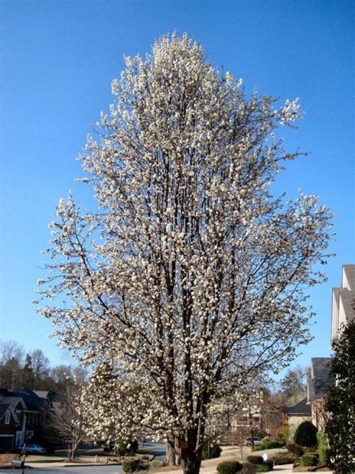 Do Bradford pear trees grow pears