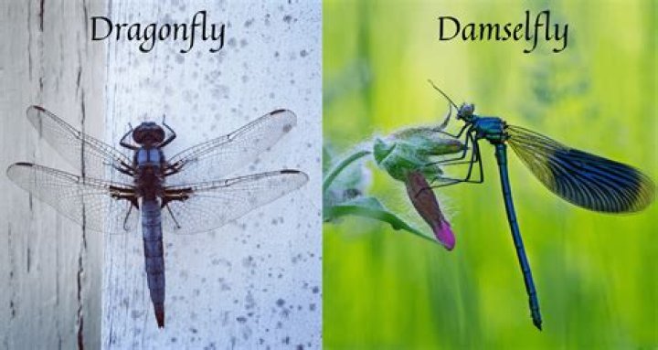 Do dragonflies eat mosquitoes