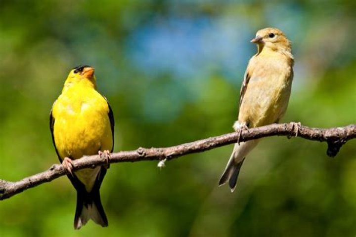 Do female finches turn yellow