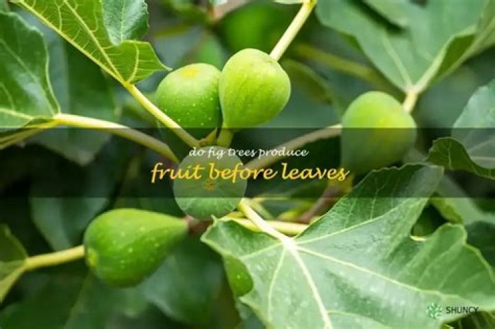 Do fig trees always produce fruit