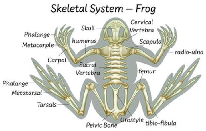 Do frogs have a bone skeleton