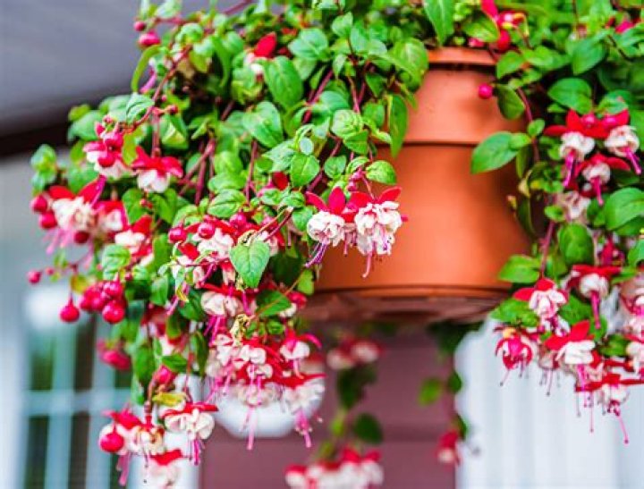 Do hanging fuchsias come back