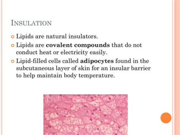 Do lipids provide heat insulation