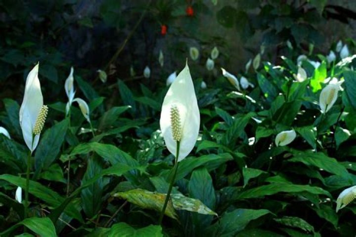 Do peace lilies go dormant