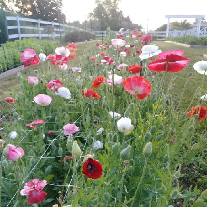 Do poppies need to be thinned