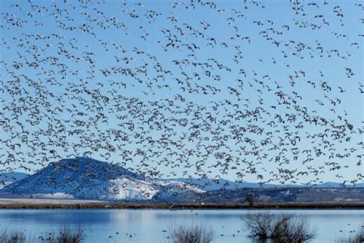 Do snow geese migrate in the fall